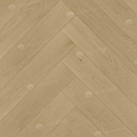 Изображение Дуб Шампань